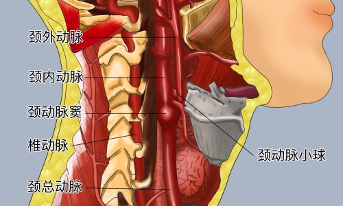 滑石粉功效和作用-【滑石粉归经的功效与作用禁忌】滑石粉的作用与功效和危害 - 滑石粉归经的功效与作用禁忌网