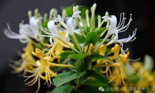 滑石粉归经的功效与作用禁忌及副作用-【滑石粉归经的功效与作用禁忌】滑石粉的作用与功效和危害 - 滑石粉归经的功效与作用禁忌网