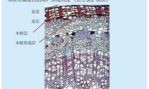 【滑石粉归经的功效与作用禁忌】滑石粉的作用与功效和危害 - 滑石粉归经的功效与作用禁忌网